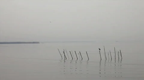 Heron 库存影片 659429