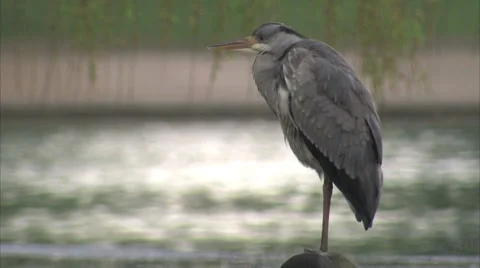 HERON Stock-Footage 6017843