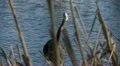 heron HD Footage