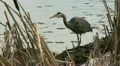 heron Video HD