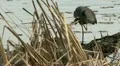 heron HD Footage