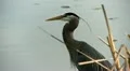 heron HD Footage