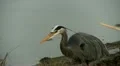 heron HD Footage