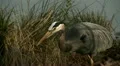 heron Video HD