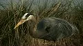 heron HD Footage