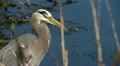 heron HD Footage