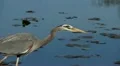 heron HD Footage