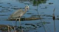 heron HD Footage