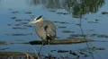 heron HD Footage