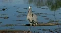 heron Video HD