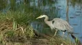 heron HD Footage
