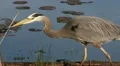 heron HD Footage