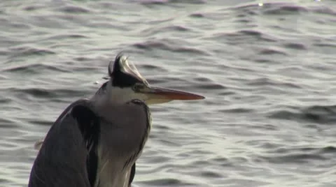 Heron Video stock 12653262