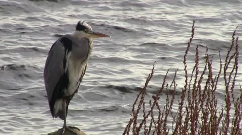 Heron Video stock 12653355