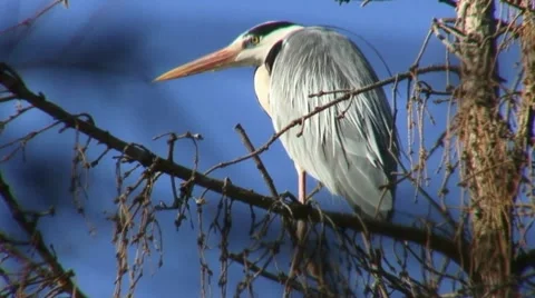 Heron Stock Footage 18185551