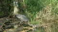 Heron HD Footage