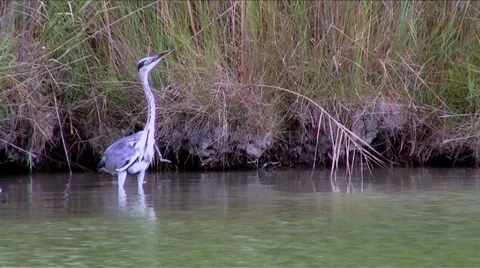 Heron Stock Footage 33548743