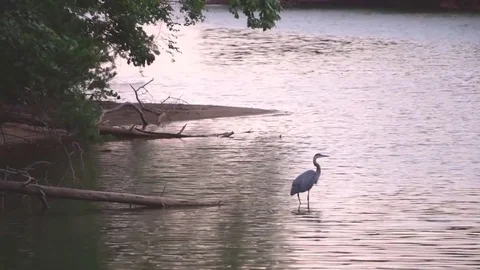 Heron Stock Footage 78610514