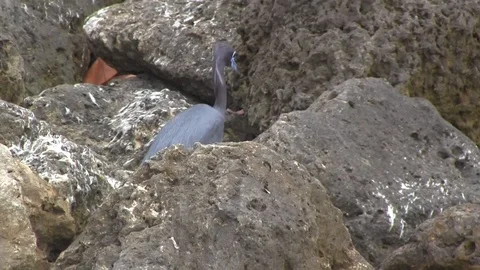 Heron Stock Footage 88592006