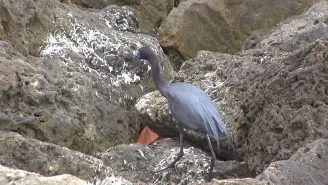 Heron Stock Footage 88592030