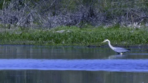 Heron Stock Footage 109694662