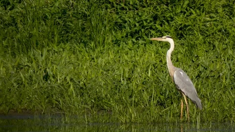 Heron Stock Footage 111704440