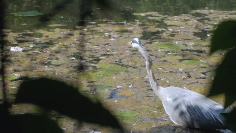 Heron Stock Footage 122451379