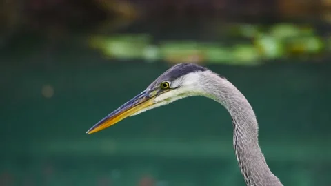 Heron Stock Footage 137431496