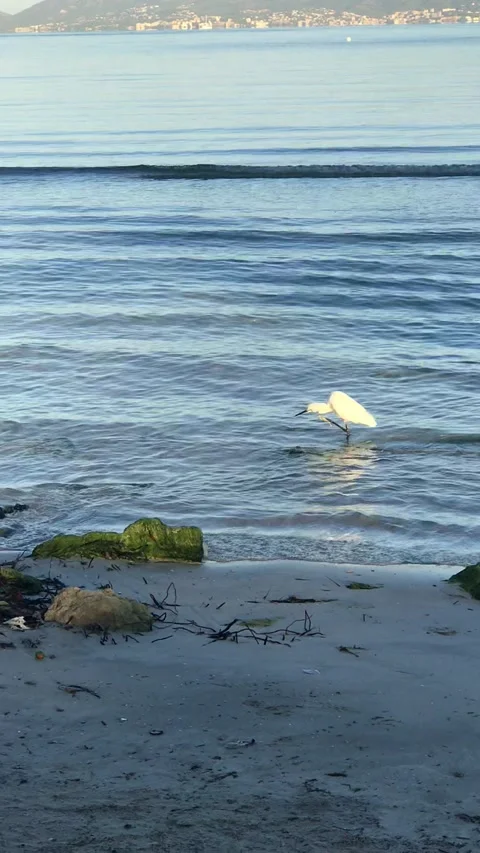 The heron Stock Footage 138758567