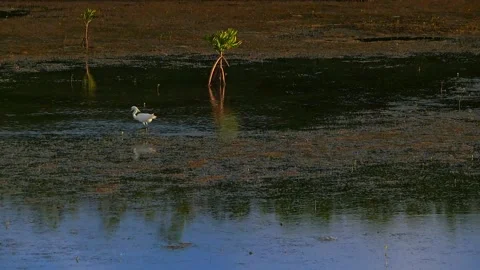 Heron Stock Footage 232232514