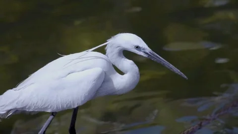 Heron Stock Footage 282828888