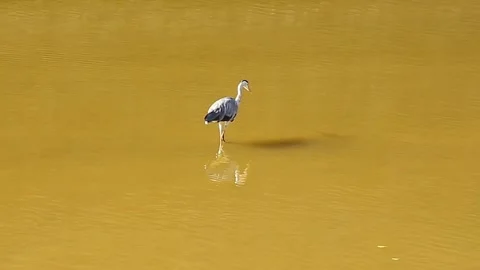 Heron Stock Footage 286336885