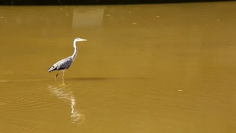 Heron Stock Footage 286337092