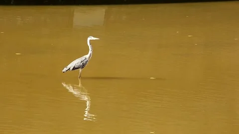 Heron Stock Footage 286337174
