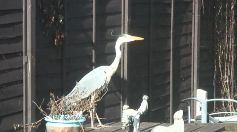 Heron in garden Video stock 48461668