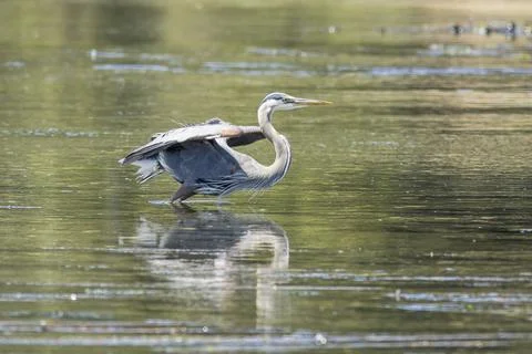 Heron gets ready to take off. Stock Photos