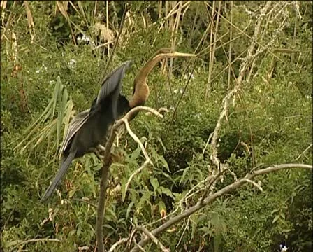 A heron getting ready to fly Stock Footage 11624366