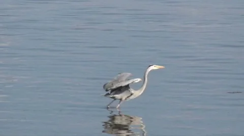 Heron goes Video stock 7617524