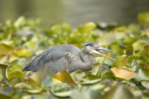 Heron grabs tiny fish. Stock Photos