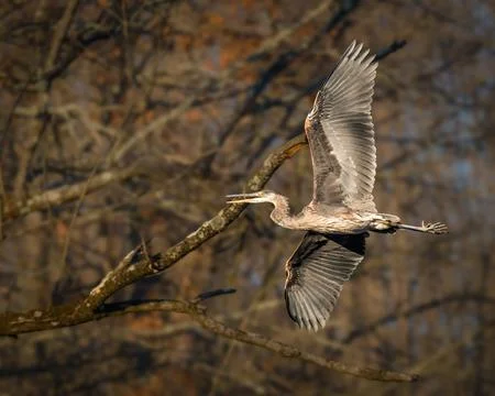 A heron gracefully soars through the air Stock Photos