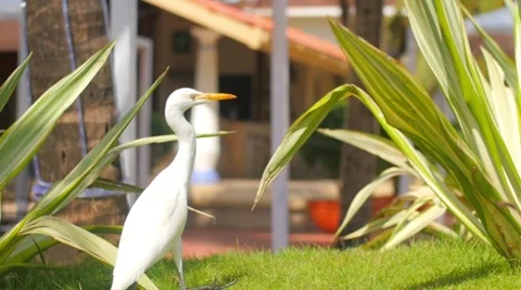 Heron in the grass Stock-Footage 56482540