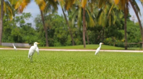 Heron in the grass Stock-Footage 56482557