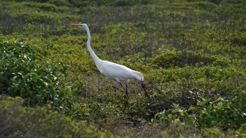 Heron in the grass 動画素材 237197451