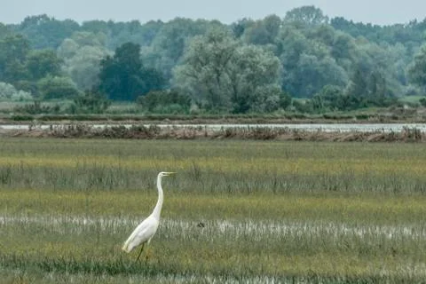 Heron in the grass Stock Photos