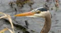 Heron, Great Blue Heron, Bird, Wind 4k or 4k+ Resolution