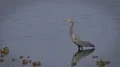 Heron, Great Blue Heron, Bird, Fly, Flight, Flying 4k or 4k+ Resolution