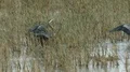 Heron, Great Blue Heron, Bird, Dancing 4k or 4k+ Resolution
