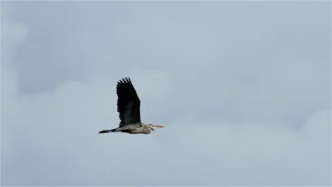 Heron, Great Blue Heron, Bird, Fly, Flight, Flying Stock Footage 132462374