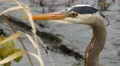 Heron, Great Blue Heron, Wind 4k or 4k+ Resolution