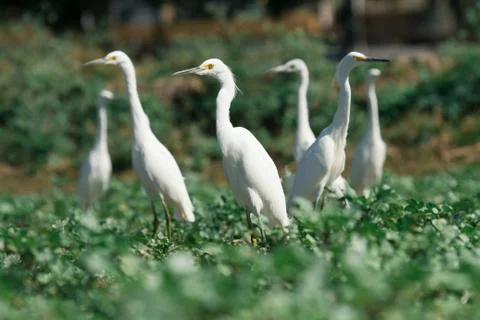 Heron group Stock Photos